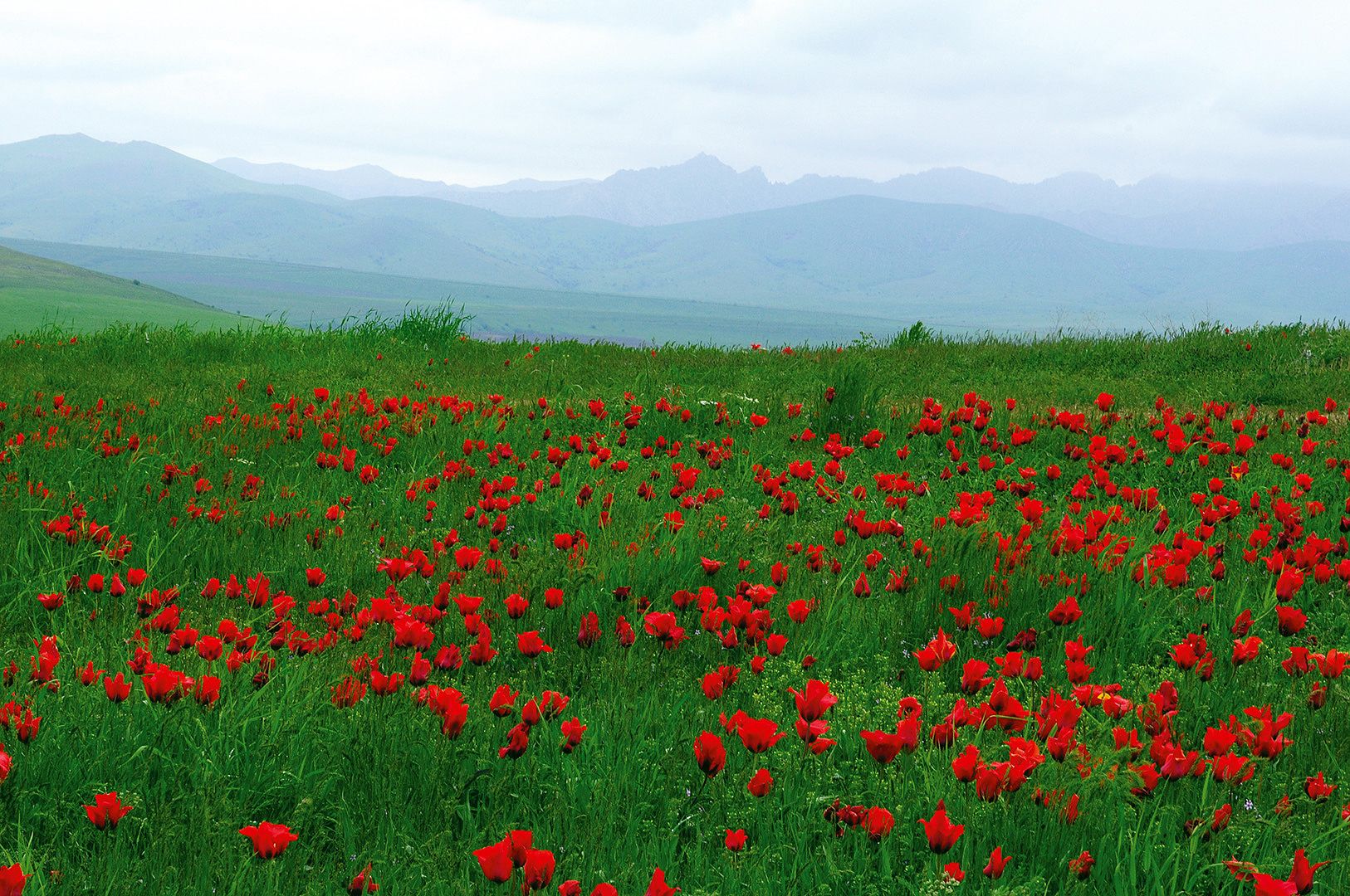 01 Тюльпан Грейга Tulipa greigii фото Олега Белялова 6424