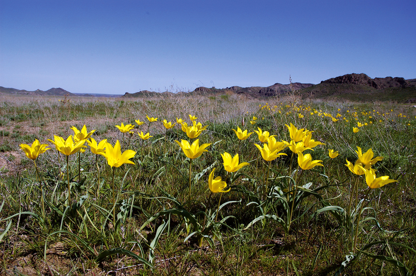 03 Тюльпан Колпаковского Tulipa kolpakowskiana фото Олега Белялова 8576