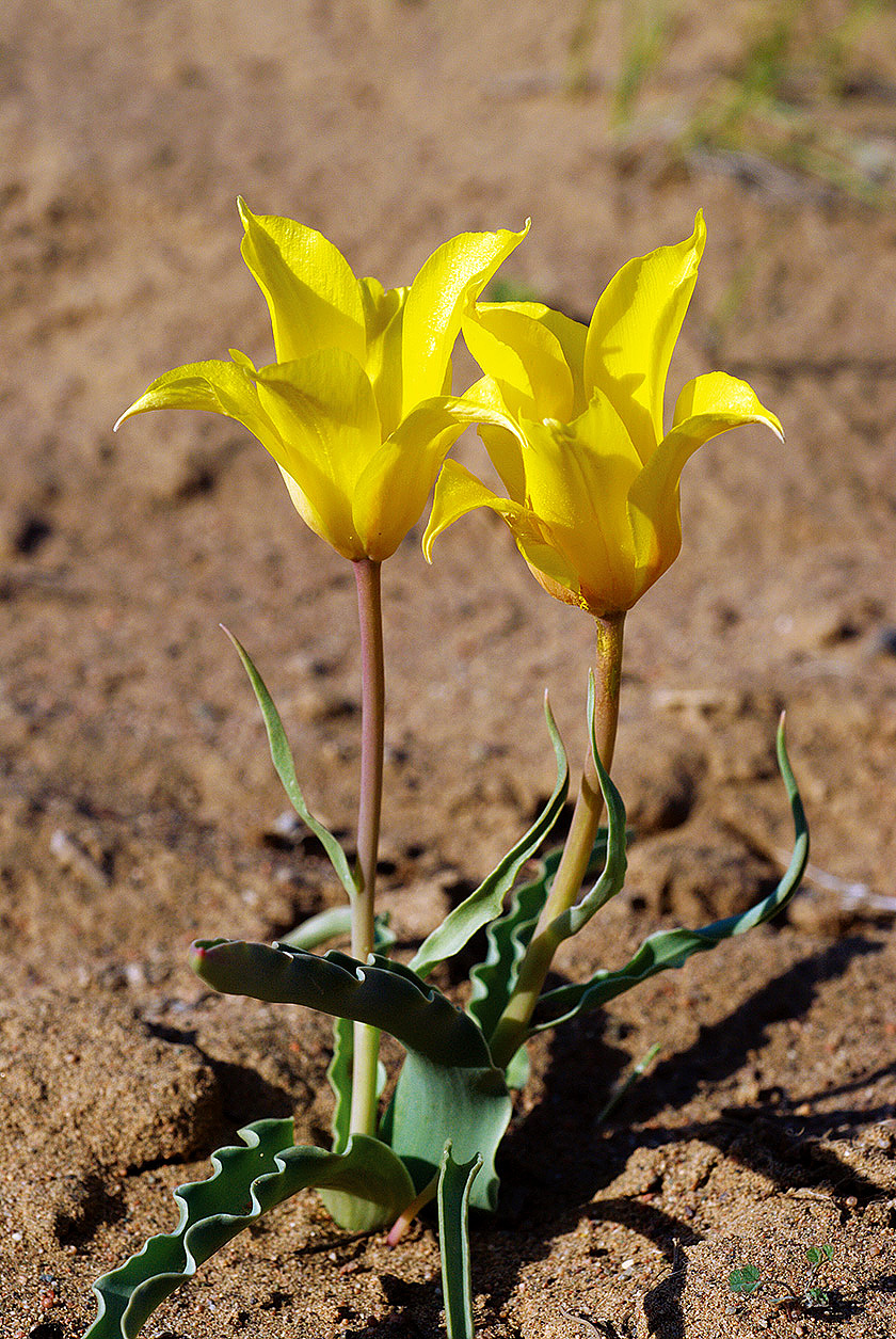 04 Тюльпан Бема Tulipa behmiana фото Олега Белялова 0166