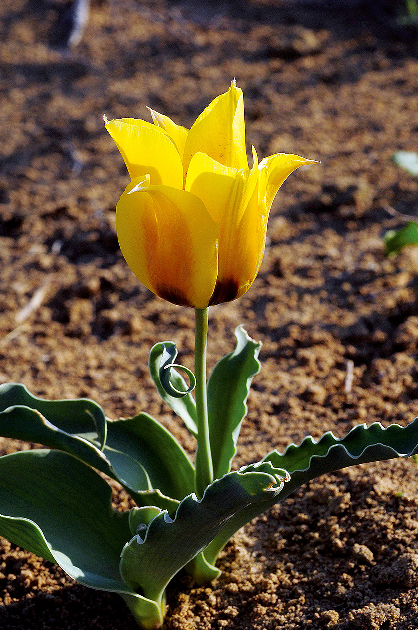 06 Борщова Tulipa borszczowii фото Олега Белялова 3677