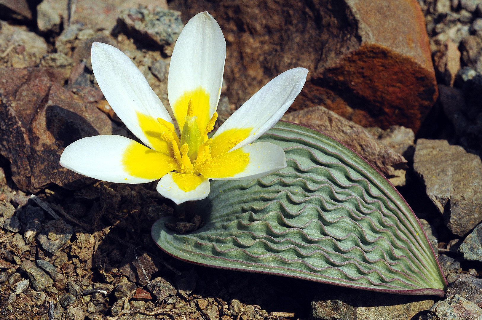 08 Регеля Tulipa regelii фото Олега Белялова 1340