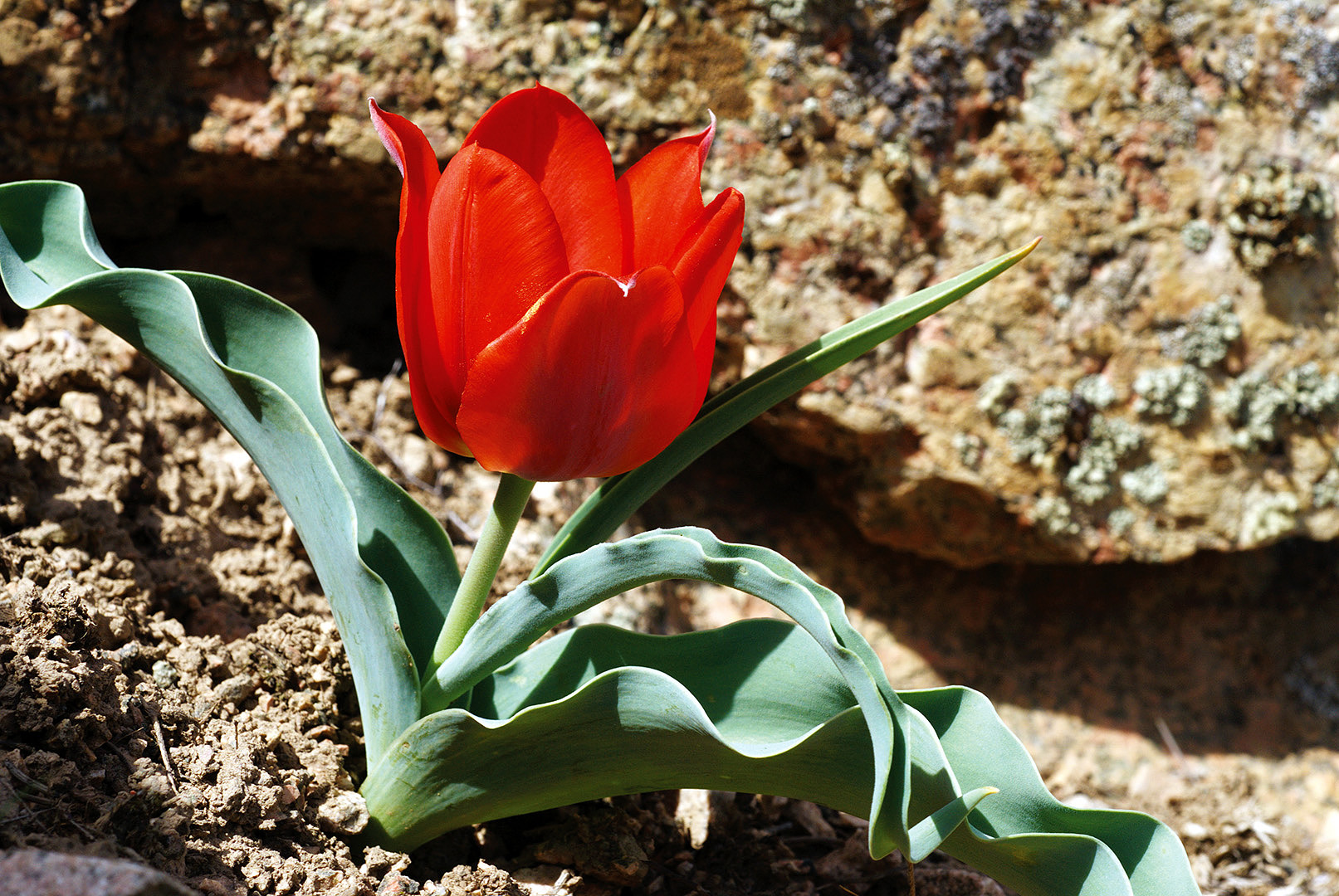 09 Тюльпан Альберта Tulipa alberti фото Олега Белялова 0280