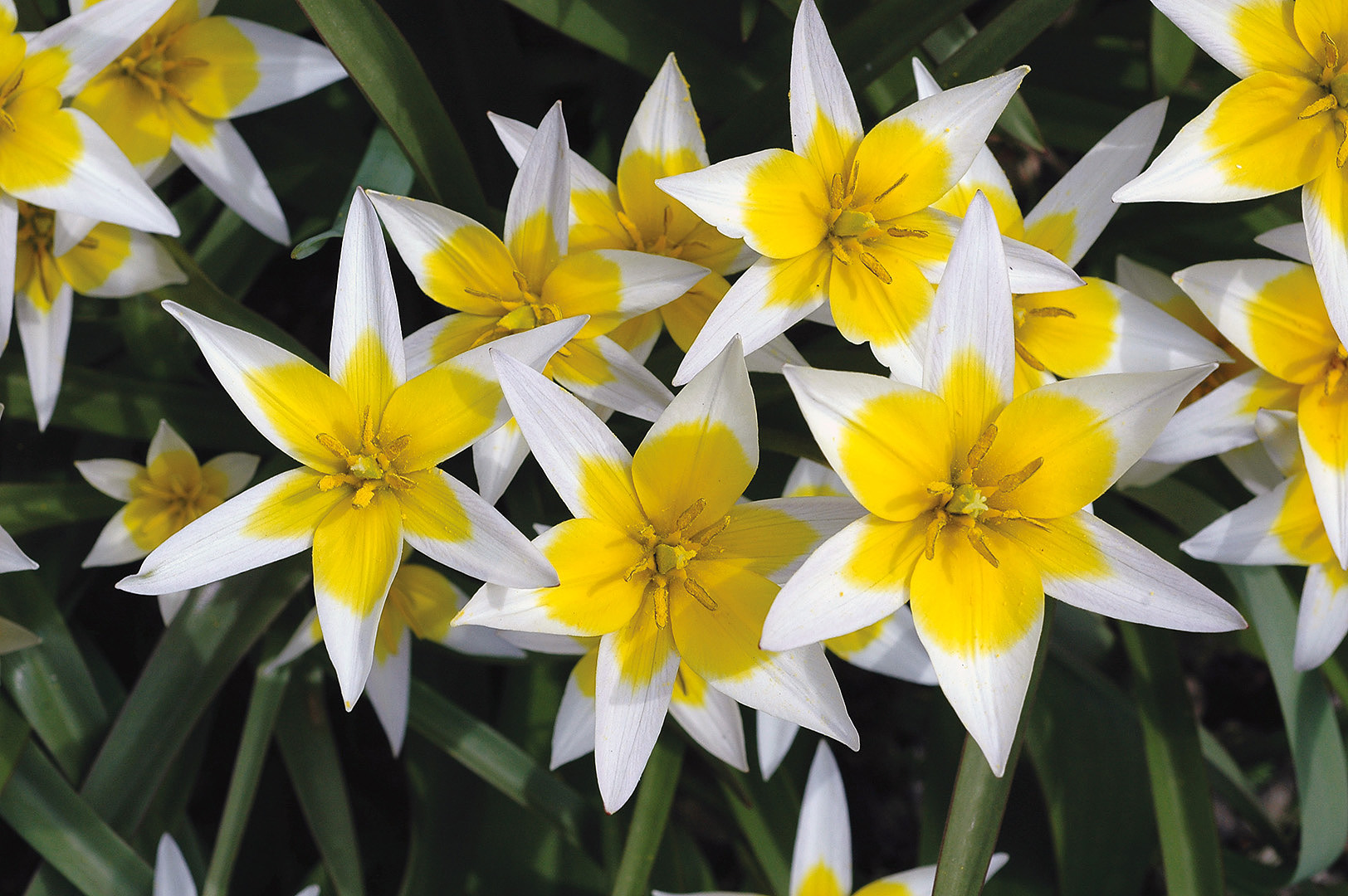 11 Тюльпан поздний Tulipa tarda фото Олега Белялова 8690