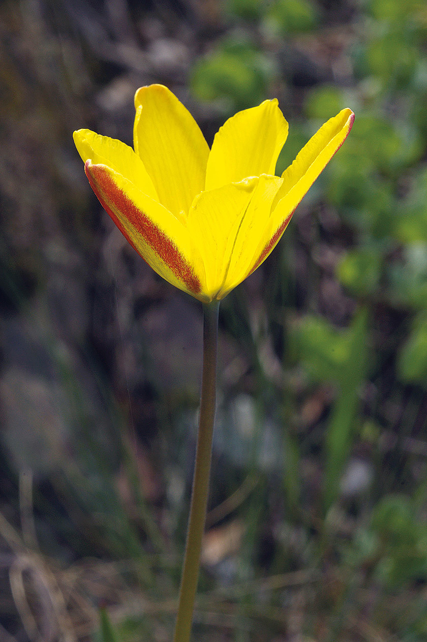 12 Тюльпан илийский Tulipa iliensis фото Олега Белялова 0466